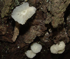 Heliomyces decolorans