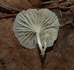 Heliomyces decolorans