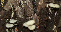 Heliomyces decolorans