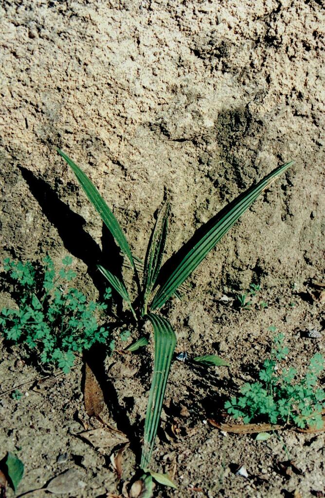 Chà là Nam Mỹ – Phoenix canariensis