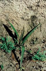 Canary Island Date Palm (Phoenix canariensis)