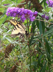Papilio glaucus glaucus