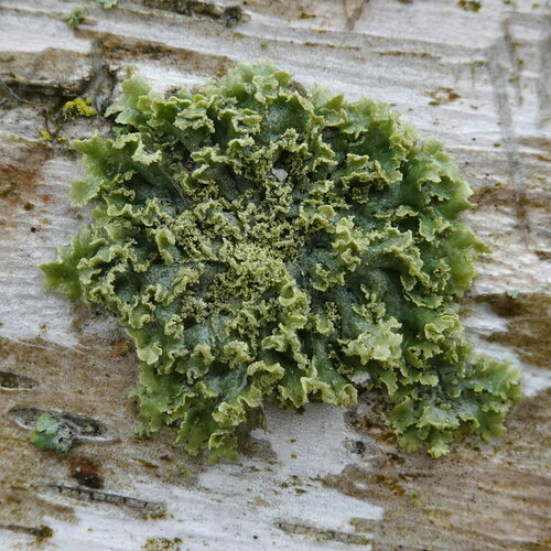 rosette lichen