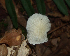 Heliomyces decolorans