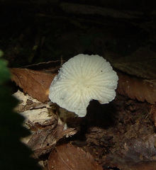 Heliomyces decolorans