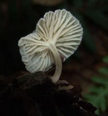 Heliomyces decolorans