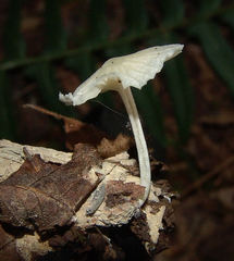 Heliomyces decolorans