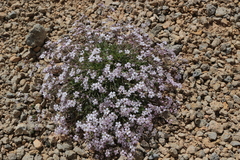 Gypsophila repens