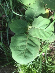 Solanum hirtum