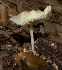 Heliomyces decolorans