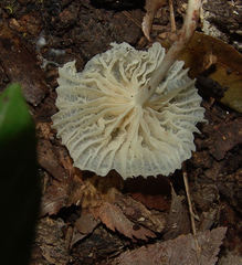Heliomyces decolorans