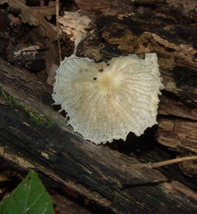 Heliomyces decolorans