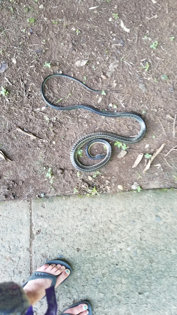 Keeled Whipsnake