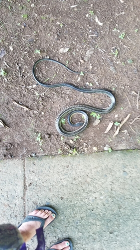 Keeled Whipsnake