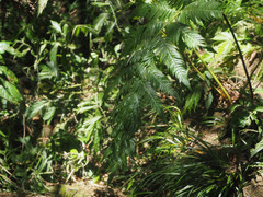 Woodwardia prolifera