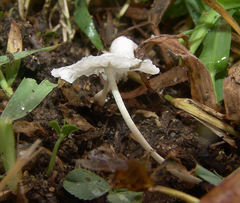 Heliomyces decolorans