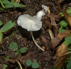 Heliomyces decolorans