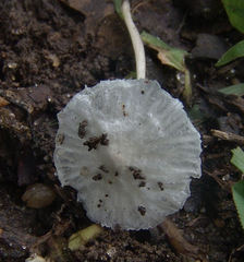 Heliomyces decolorans