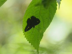 Seseria formosana