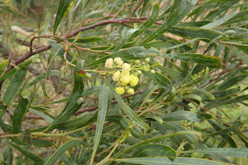 Image of Acacia provincialis by (c) Duarte Frade, some rights reserved (CC BY)