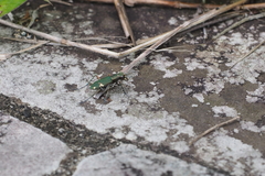 Cicindela japana