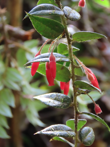 Themistoclesia epiphytica, 2024-12-03