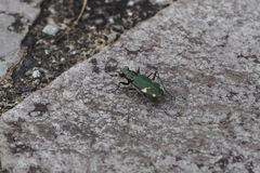 Cicindela japana