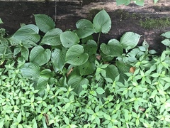 Hosta