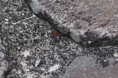 Prostemma hilgendorffi