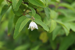 Deutzia crenata