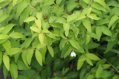 Deutzia crenata