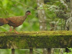 Galloperdix spadicea