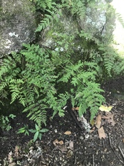 Cystopteris tennesseensis