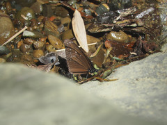 Euploea mulciber barsine
