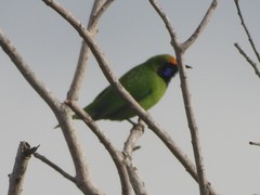 Chloropsis aurifrons