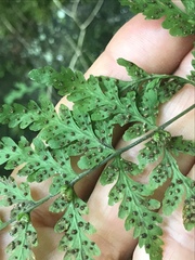 Cystopteris tennesseensis