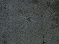 Argiope aetheroides