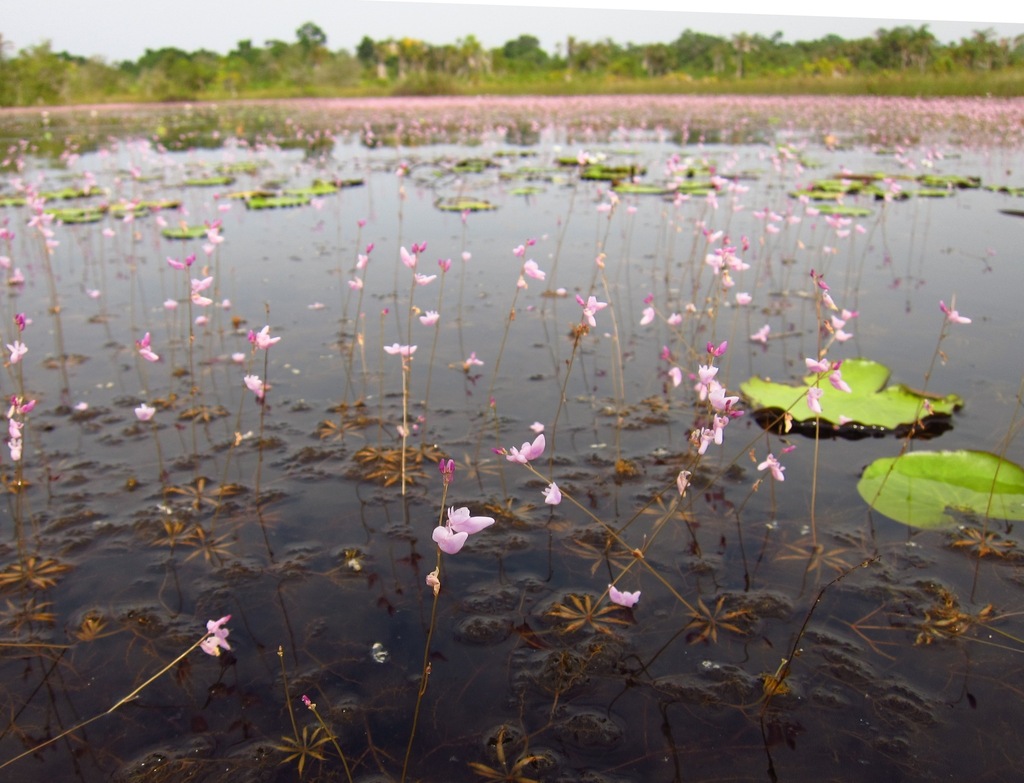 Utricularia benjaminiana Oliv. 4
