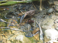 Polistes tenebricosus