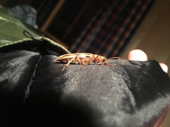 Ortholeptura valida