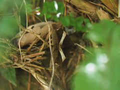 Bastilla praetermissa