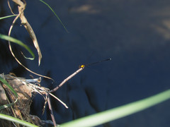 Prodasineura croconota