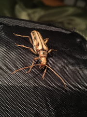 Ortholeptura valida