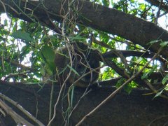 Dendrohyrax arboreus