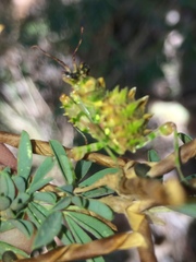 Pseudocreobotra wahlbergi