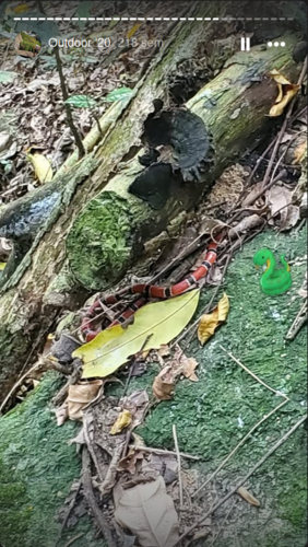 Painted Coral Snake, Micrurus corallinus