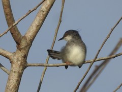 Prinia hodgsonii