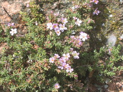 Smooth sea-heath (Frankenia laevis)