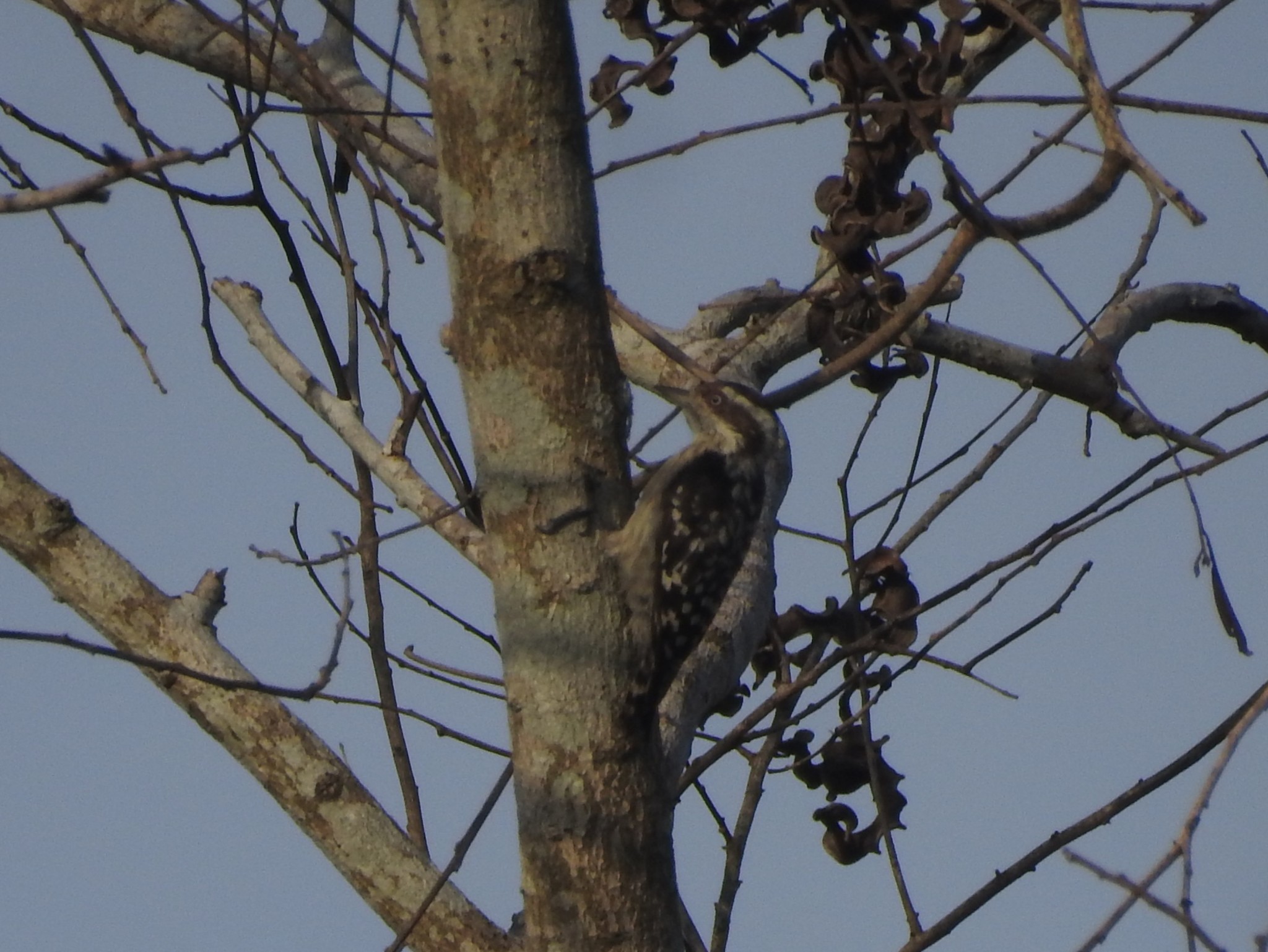 Brown-capped Pygmy Woodpecker