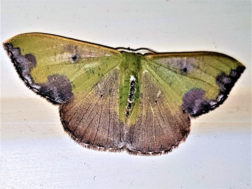 Oospila violacea